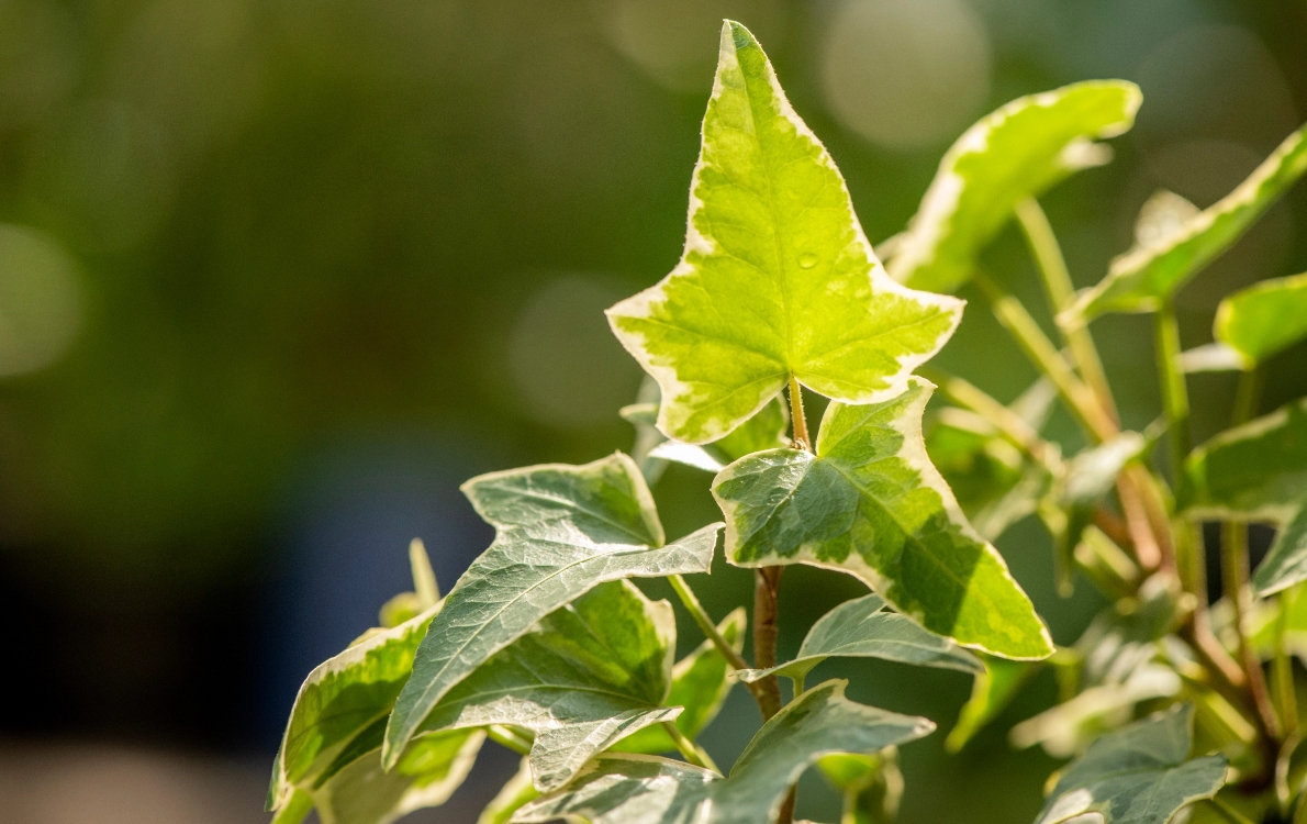 What is Ivy Leaf and why is it so important?